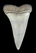 Fossil Mako Shark Tooth - Georgia #43050-1